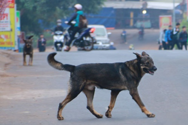 Nam thanh niên bênh chó - Câu chuyện tranh cãi tại phố đi bộ Nguyễn Huệ